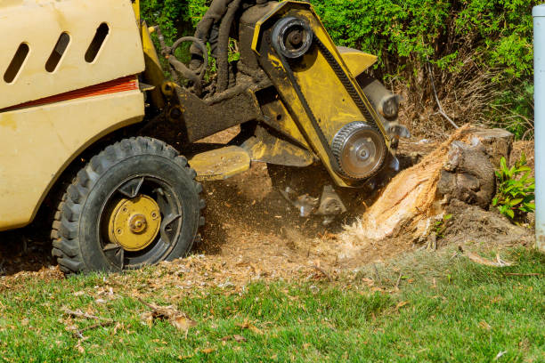 Tree Root Removal in Estancia, NM